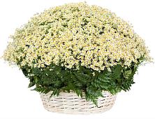 Цветочная композиция из Ромашки в корзине #REPLACE_PRED# Белом